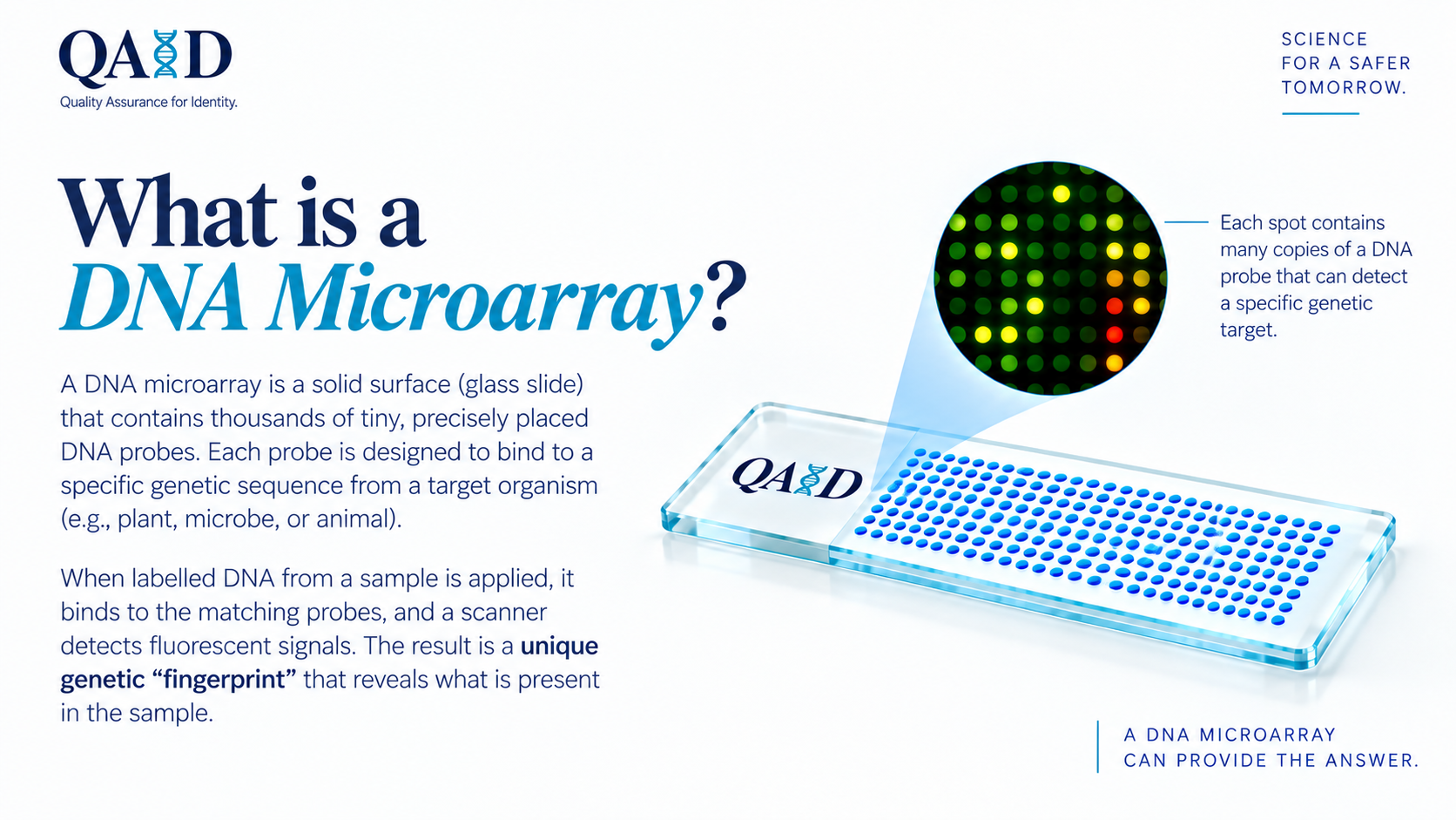 What is a DNA microarray? A DNA microarray is a glass slide that carries thousands of tiny, precisely placed DNA probes. Each probe is designed to bind to a specific genetic sequence from a target organism, such as a plant, microbe or animal. When labelled DNA from a sample is applied, it binds to the matching probes and a scanner detects fluorescent signals: a unique genetic &ldquo;fingerprint&rdquo; that reveals what is present in the sample.