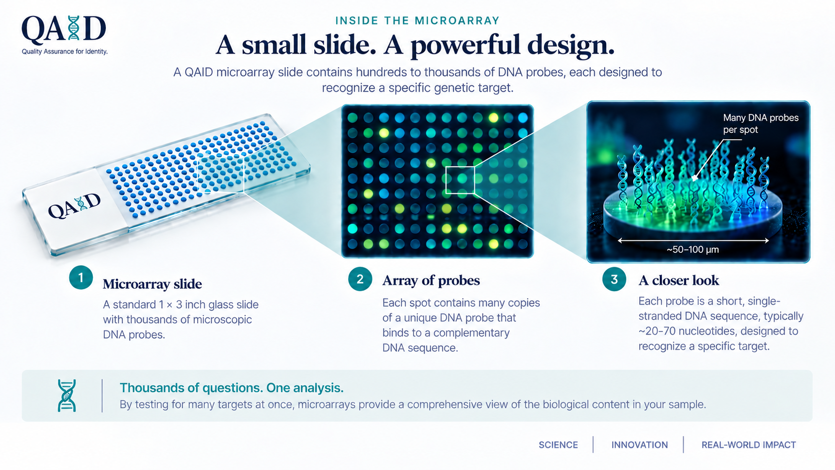 Inside the microarray: a small slide, a powerful design. A standard 1 by 3 inch glass slide carries hundreds to thousands of DNA probe spots. Each spot holds many copies of a short, single-stranded DNA probe designed to recognize a specific target. Thousands of questions, one analysis.