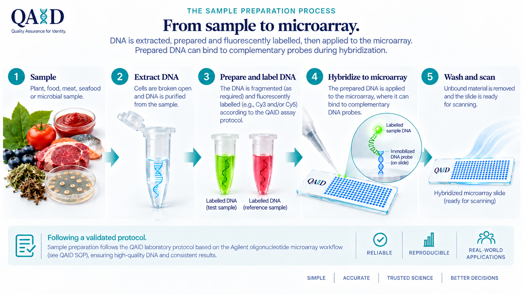 The sample preparation process: from sample to microarray, in five steps. Sample; extract DNA; prepare and fluorescently label the DNA; hybridize it to the microarray, where it can bind to complementary probes; wash and scan.
