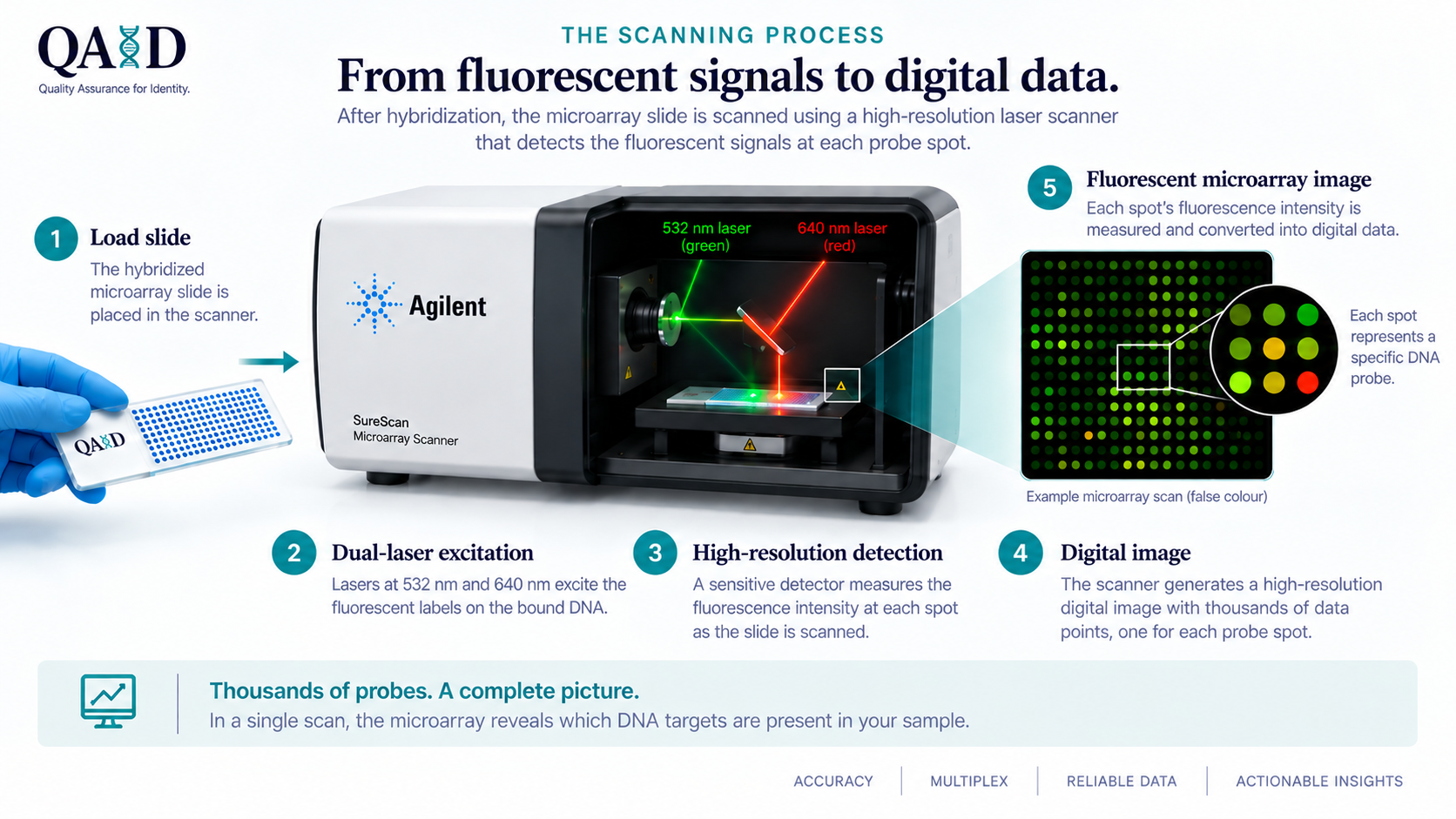 The scanning process: from fluorescent signals to digital data. The hybridized slide is loaded into a microarray scanner, lasers at 532 nm and 640 nm excite the fluorescent labels, a detector measures the intensity at each spot, and the scanner produces a digital image with one data point per probe spot.